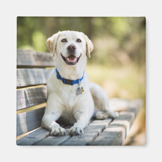 gele labrador introduceert op bank magneet (Voorkant)
