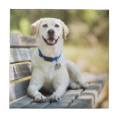 gele labrador introduceert op bank tegeltje (Voorkant)