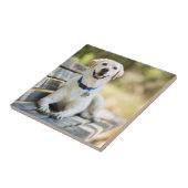 gele labrador introduceert op bank tegeltje (Zijkant)