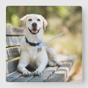 gele labrador introduceert op bank vierkante klok