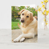 Gele Labrador Kaart (Gele Bloem)