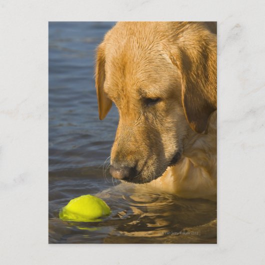 Gele labrador met tennisbal in het water briefkaart (Voorkant)