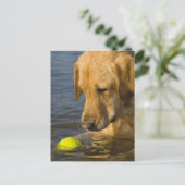 Gele labrador met tennisbal in het water briefkaart (Staand voorkant)
