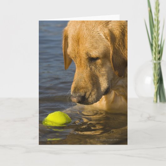 Gele labrador met tennisbal in het water kaart (Voorkant)