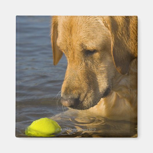 Gele labrador met tennisbal in het water magneet (Voorkant)