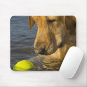 Gele labrador met tennisbal in het water muismat (Met muis)