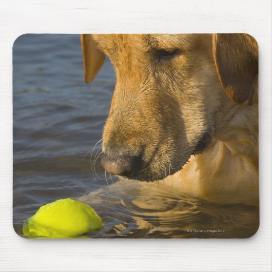 Gele labrador met tennisbal in het water muismat (Voorkant)
