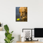 Gele labrador met tennisbal in het water poster (Thuiskantoor)