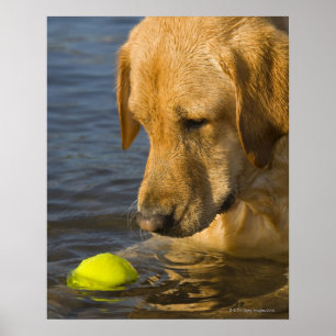 Gele labrador met tennisbal in het water poster