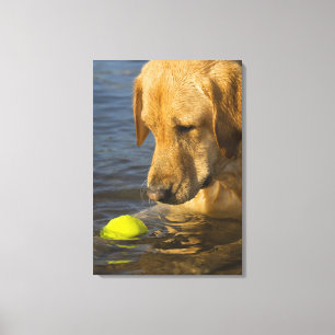 Gele labrador met tennisbal in water canvas afdruk