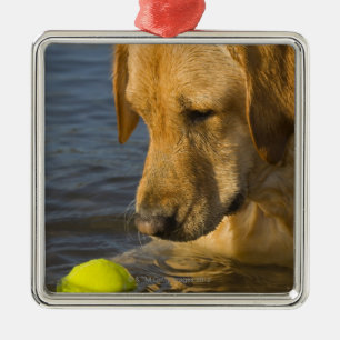 Gele labrador met tennisbal in water metalen ornament