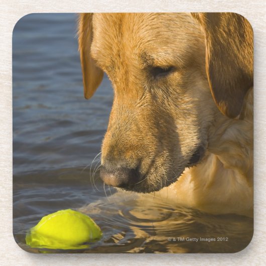Gele labrador met tennisbal in water onderzetter (Voorkant)