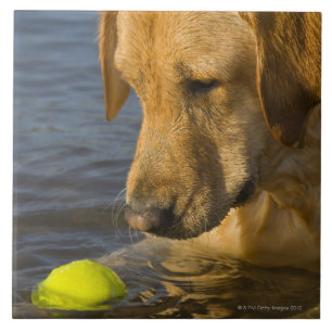 Gele labrador met tennisbal in water tegeltje