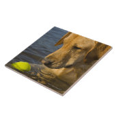 Gele labrador met tennisbal in water tegeltje (Zijkant)