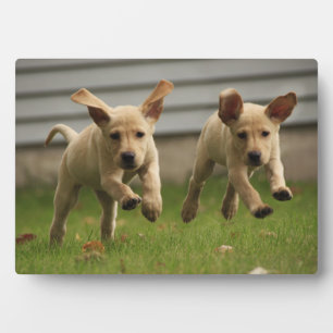 Gele labrador Puppies die lopen Fotoplaat