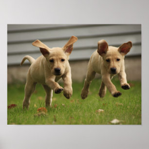 Gele labrador Puppies die lopen Poster