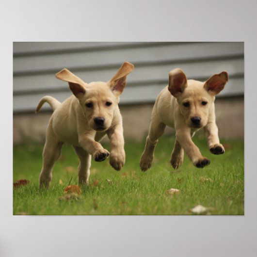Gele labrador Puppies die lopen Poster (Voorkant)