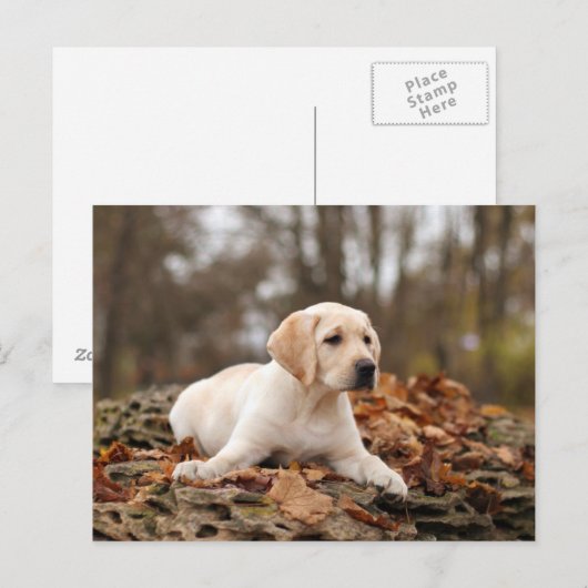 Gele labrador puppy in het najaar briefkaart (Voorkant / Achterkant)