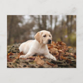 Gele labrador puppy in het najaar briefkaart (Voorkant)