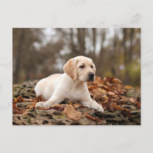 Gele labrador puppy in het najaar briefkaart (Voorkant)