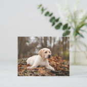 Gele labrador puppy in het najaar briefkaart (Staand voorkant)