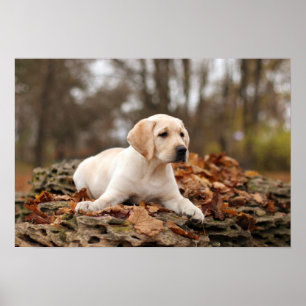 Gele labrador puppy in het najaar poster