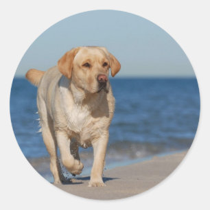 Gele labrador recovery op het strand ronde sticker