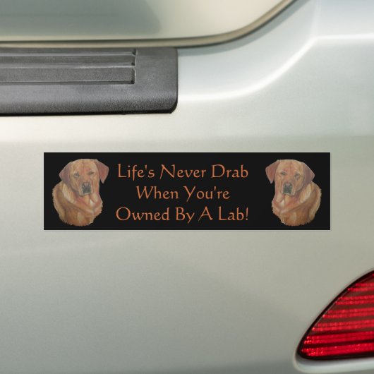 gele labrador reteiver dog portret leuze bumpersticker (Op auto)