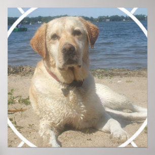 Gele Labrador Retriever Dog Poster