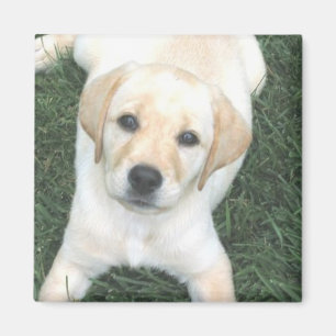 Gele labrador Retriever koelkast Magnet