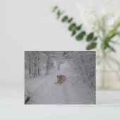 Gele labrador Retriever Lying in Fresh Winter Sn Briefkaart (Staand voorkant)