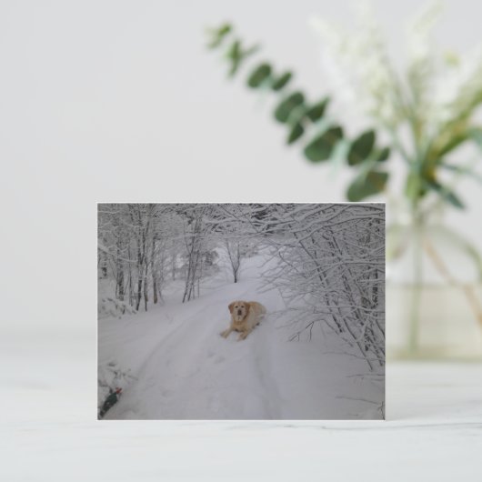 Gele labrador Retriever Lying in Fresh Winter Sn Briefkaart (Staand voorkant)