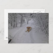 Gele labrador Retriever Lying in Fresh Winter Sn Briefkaart (Voorkant / Achterkant)