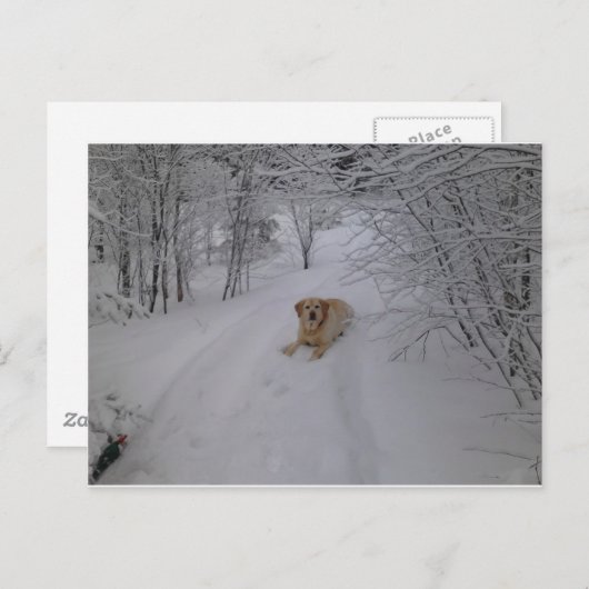 Gele labrador Retriever Lying in Fresh Winter Sn Briefkaart (Voorkant / Achterkant)