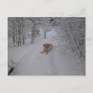 Gele labrador Retriever Lying in Fresh Winter Sn Briefkaart