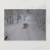 Gele labrador Retriever Lying in Fresh Winter Sn Briefkaart (Voorkant)