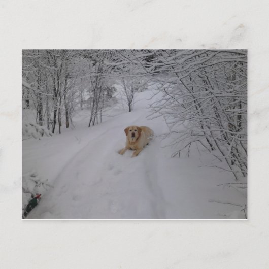 Gele labrador Retriever Lying in Fresh Winter Sn Briefkaart (Voorkant)
