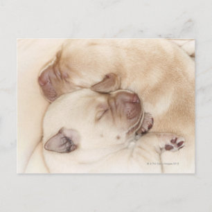 Gele labrador Retriever puppies, tien dagen oud Briefkaart