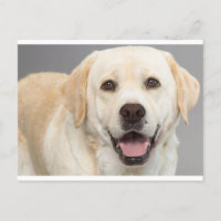 Gele labrador Retriever Puppy Dog Blank Briefkaart