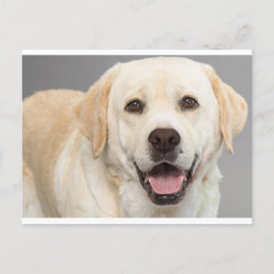 Gele labrador Retriever Puppy Dog Blank Briefkaart