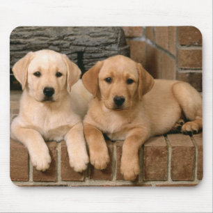 Gele labrador Retriever Puppy Dogs Muismat