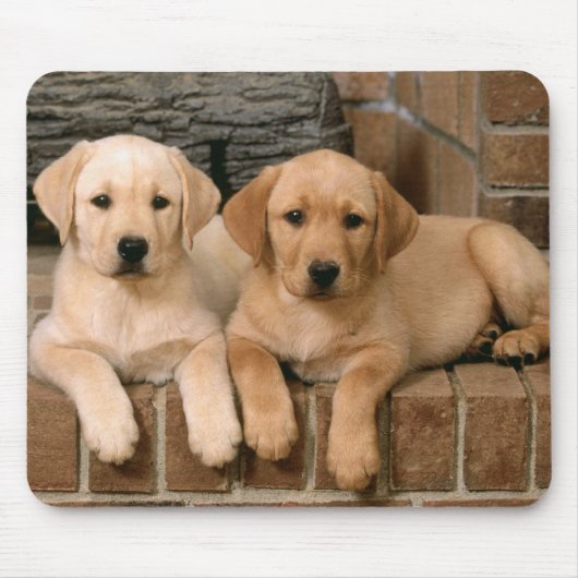 Gele labrador Retriever Puppy Dogs Muismat (Voorkant)