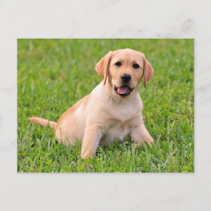 Gele Labrador Retriever Puppy Hond Postkaart