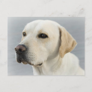 Gele Labrador Retriever Puppy Hond Postkaart
