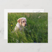 Gele labrador Retriever Puppy in Tall Grass Briefkaart (Voorkant / Achterkant)