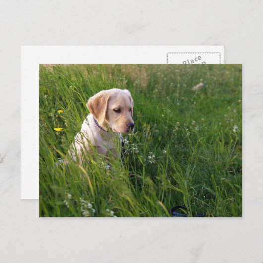 Gele labrador Retriever Puppy in Tall Grass Briefkaart (Voorkant / Achterkant)