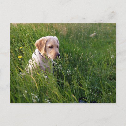 Gele labrador Retriever Puppy in Tall Grass Briefkaart (Voorkant)