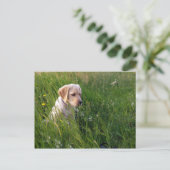 Gele labrador Retriever Puppy in Tall Grass Briefkaart (Staand voorkant)