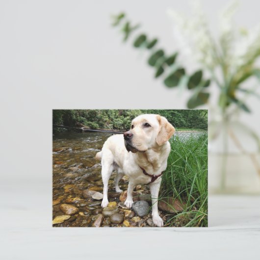 Gele labrador Retriever State Pose Briefkaart (Staand voorkant)