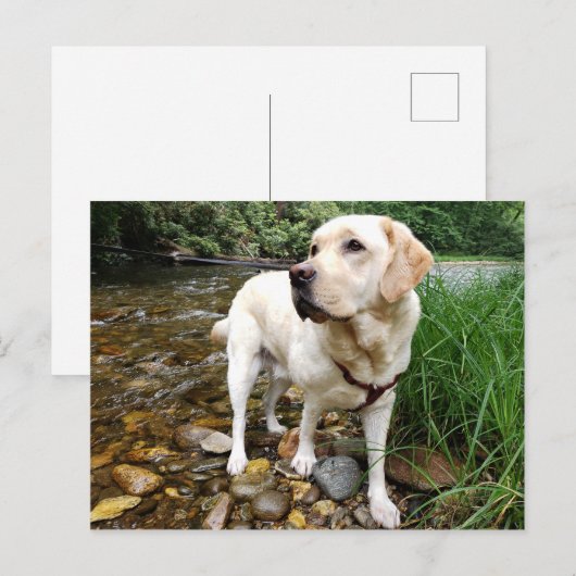 Gele labrador Retriever State Pose Briefkaart (Voorkant / Achterkant)